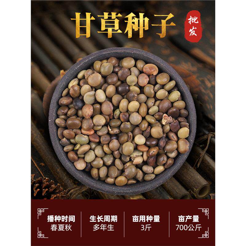 精选甘草种子新疆红皮甘草种籽多年生四季种植材有枸杞桔梗籽