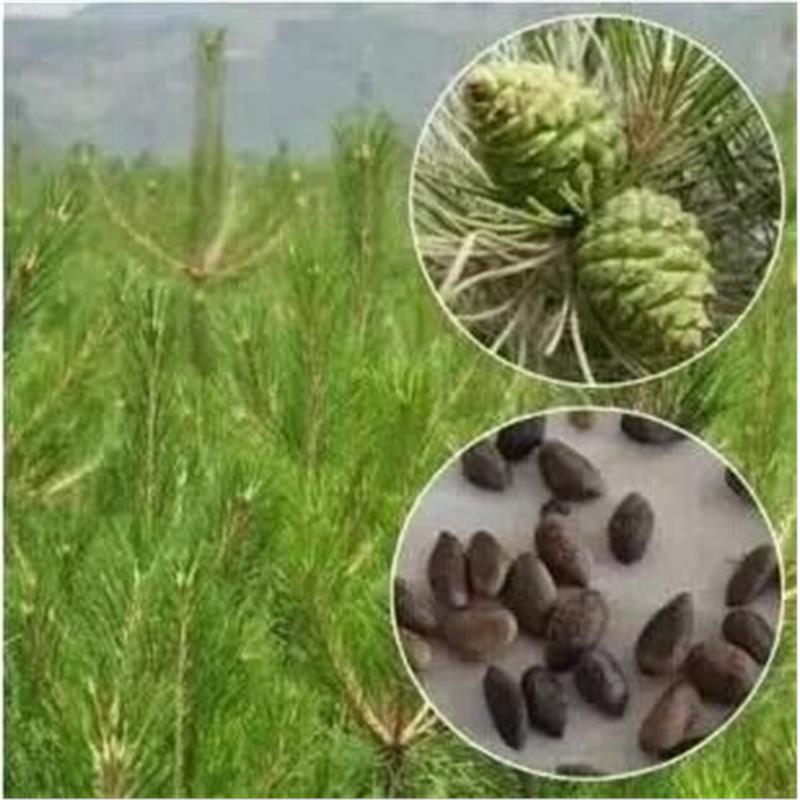 松树种子油松黑松雪松白皮松湿地松马尾松华山松五针松罗汉松种子