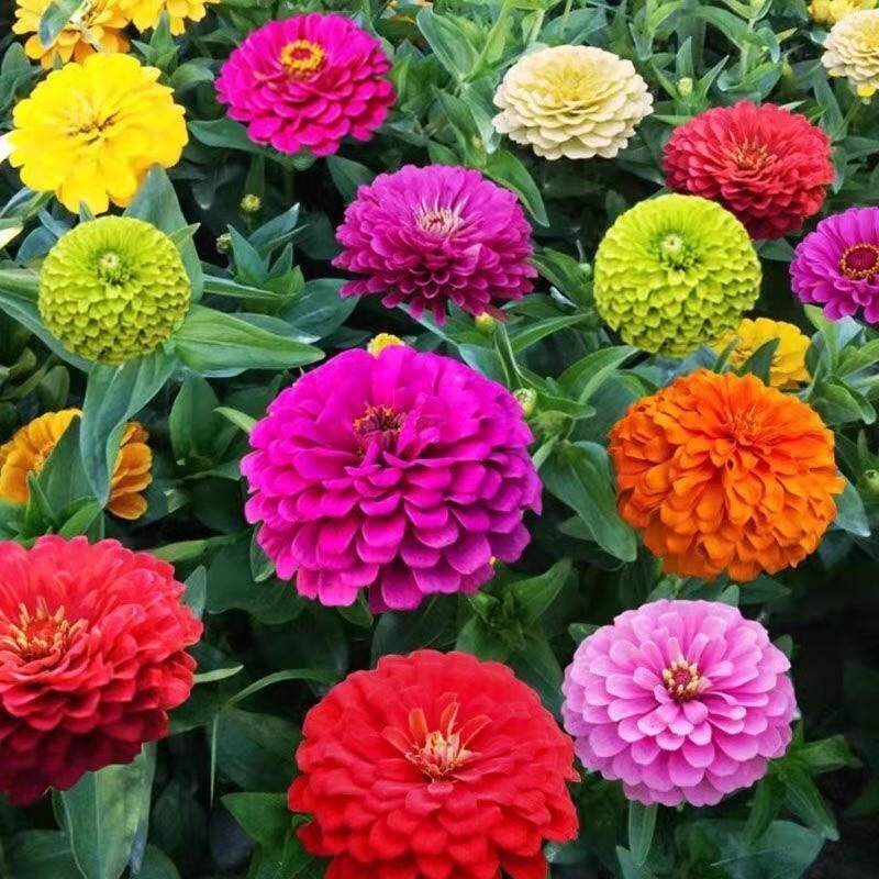 波斯菊花种子四季开花七彩格