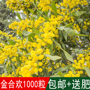 种业出售林木树种金合欢种子别名鸭皂树刺球花可做篱笆