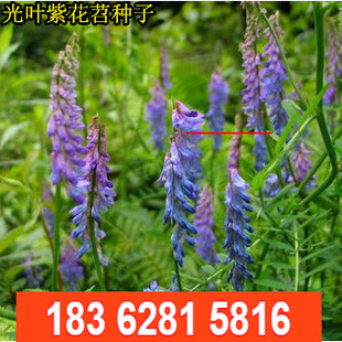 批 发绿肥种子光叶紫花苕种子 毛苕子种子 厂家直销牧草种子