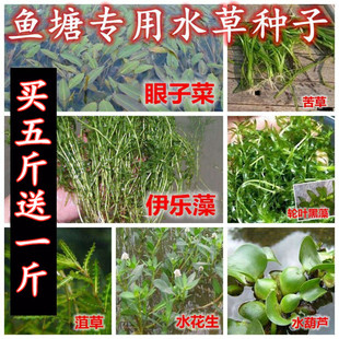 鱼塘水草种子伊乐藻轮叶黑藻养鱼虾草籽种子四季净化水质的水草