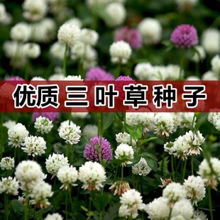 白三叶草种子 红三叶草种子 四季青多年生草坪果园绿肥花种籽