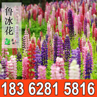 四季播种易活花卉种子 鲁冰花种子混色 夏秋多年生草本多叶羽扇豆