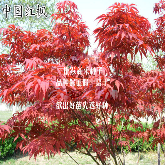 优质 中国红枫种子 夕阳红 秋火箭 红枫树种子 红枫种子