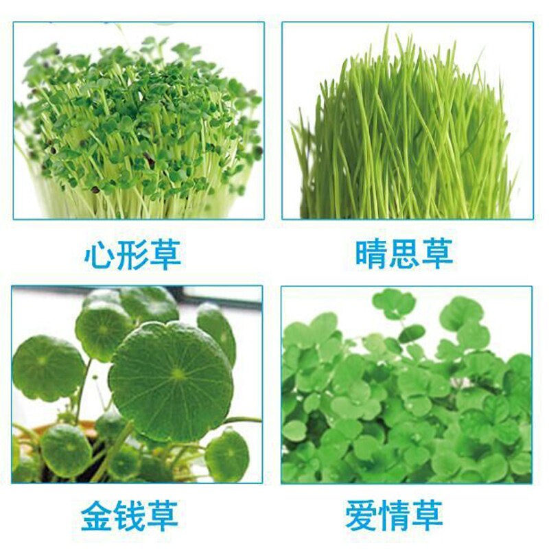 植物心形草晴思草彩叶草金钱草爱情草岩石草种子植物种子水培