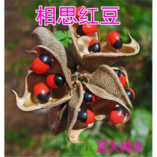 鸡母珠 红豆种子 海红豆种子 相思树种子 孔雀豆 绿化林木树种子