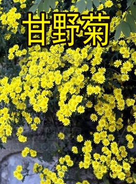 野菊花种子 泡茶小菊花野生山菊花 甘野菊白色黄色多年生菊花子籽