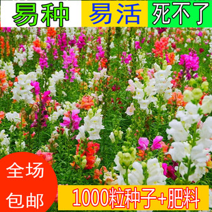 矮生金鱼草种子 春秋播室内阳台盆栽花卉阳台专用种子 花籽