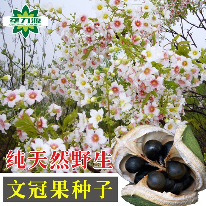 文冠果种子园林绿化花卉用种林木果树多年生观赏树木种子
