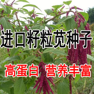 优质牧草种子,高产高蛋白的美国籽粒苋种子 千穗谷种子猪牛羊鸡鹅