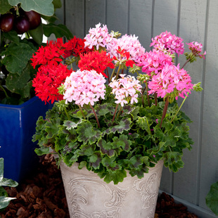 天竺葵种子四季易种室内花卉种子阳台盆栽好养花园多年生花籽