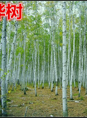 绿化苗木种子 花卉种子 白桦种子 桦树种子 当年新采 发芽率高