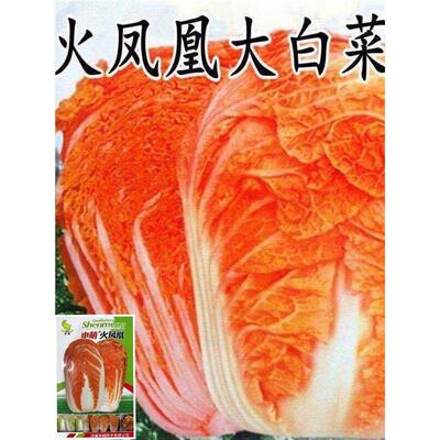火凤凰白菜种子耐寒耐热鸡蛋黄大白菜种子包心菜种子蔬菜种籽青菜