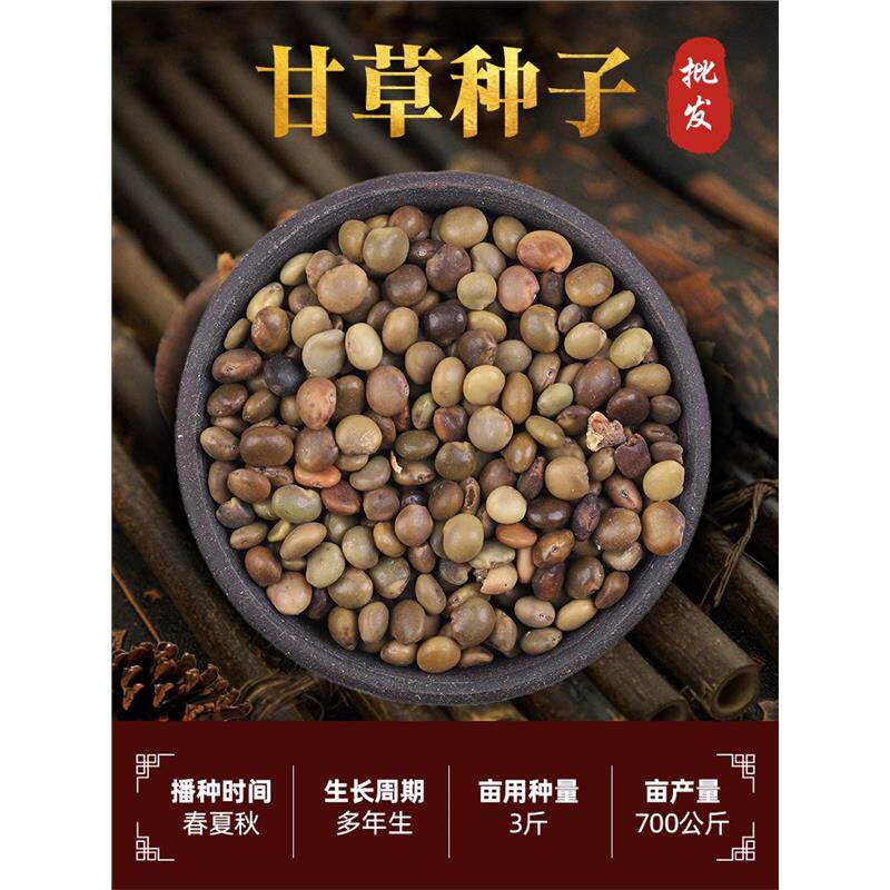 红皮甘草种子野生材甘草种籽春产地新疆内蒙四季种植苗孑