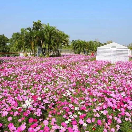 格桑花花种籽子七彩波斯菊太阳花种孑四季播种开花庭院室外花种子