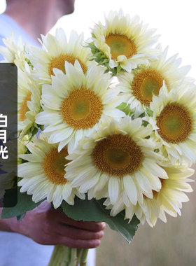 奶油向日葵白月光种子5粒White Lite葵花籽可切花文森特