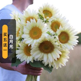 奶油向日葵白月光种子5粒White Lite葵花籽可切花文森特