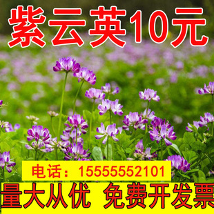 观赏豆科蜜源植物紫云英种子翘摇红花草子可做牧草绿肥净籽野菜