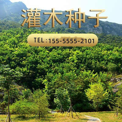 紫穗槐种子刺槐黄花槐小冠花狗尾草披碱草柠条护坡灌木固土树种籽