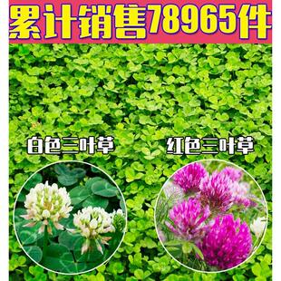 草坪种子红三叶种子白三叶种子红花三叶草 白花三叶草醡浆草种子