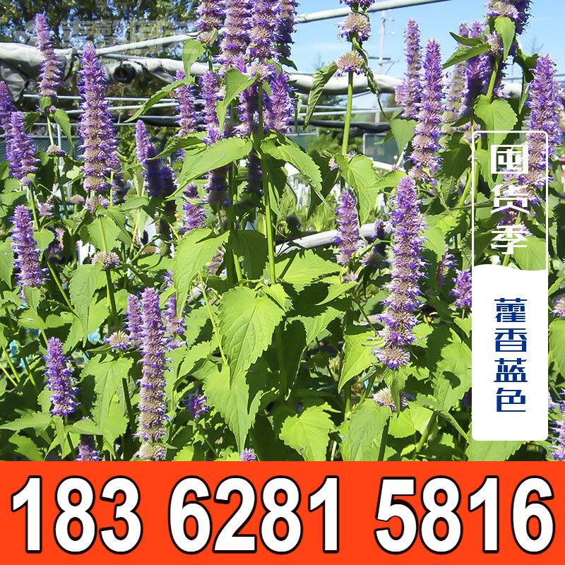 藿香正气草种子 具薄荷香味 药材种子 猫把蒿种子 野菜种子