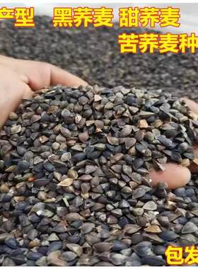 荞麦种子甜荞麦苦荞麦黑苦荞花荞红花荞种籽蜜源苗芽菜种子三角麦