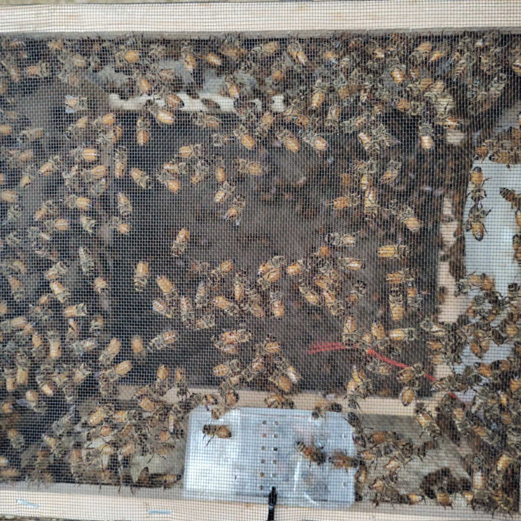 意蜂蜂群活体出售蜜蜂果树授粉