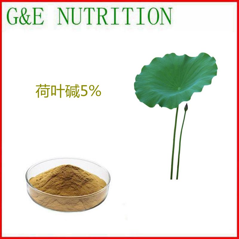 100g 纯天然 荷叶碱5% 高含量荷叶提取物 包邮 现货