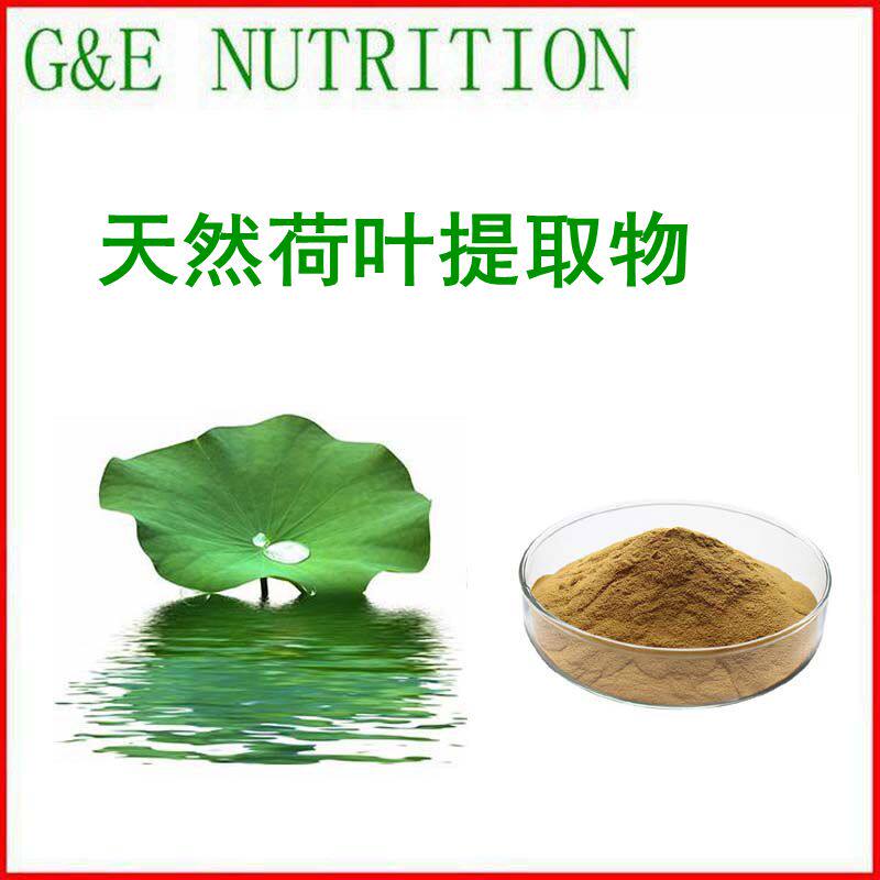荷叶提取物粉末 荷叶粉 厂家直销 现货包邮 500g