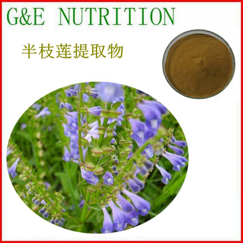 500g 纯天然半枝莲提取物 浓缩粉 10:1  包邮 厂家直销