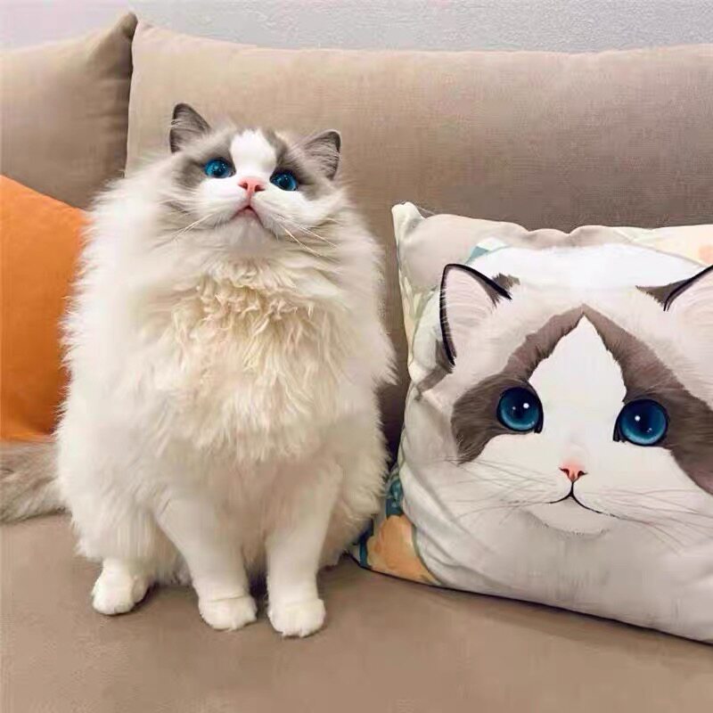 纯种布偶猫幼猫蓝双海双仙女猫蓝眼睛长毛猫幼崽宠物猫咪