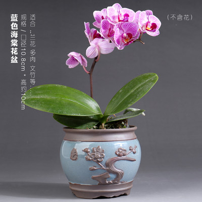 蝴蝶兰花多肉肉花盆大小号陶瓷盆栽专用创意紫砂高档圆口清仓特价 虎窝淘