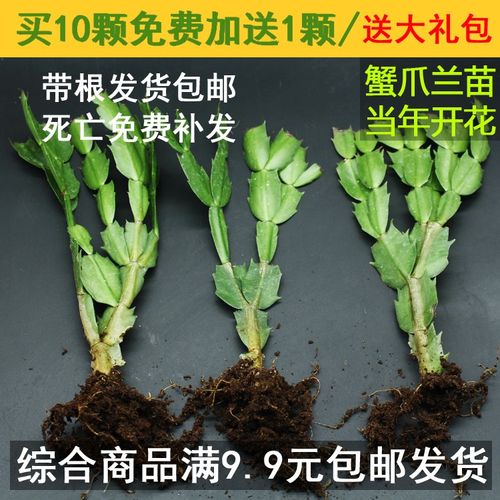 进口蟹爪兰大苗带根发货盆栽蟹爪兰花苗蟹爪兰盆景蟹爪花兰当年开