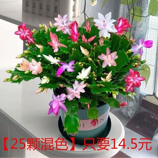 蟹爪兰花仙人掌蟹爪兰苗带根发货室内花卉当年兰花绿植物盆栽盆景