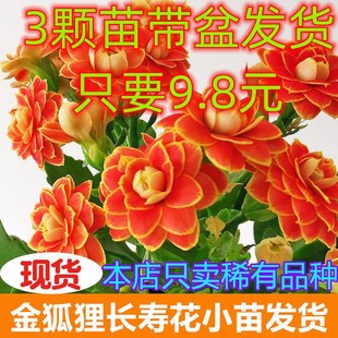 长寿花小苗巴黎重瓣单瓣大花宫灯金狐狸鹿角长寿花苗四季 绿植盆栽