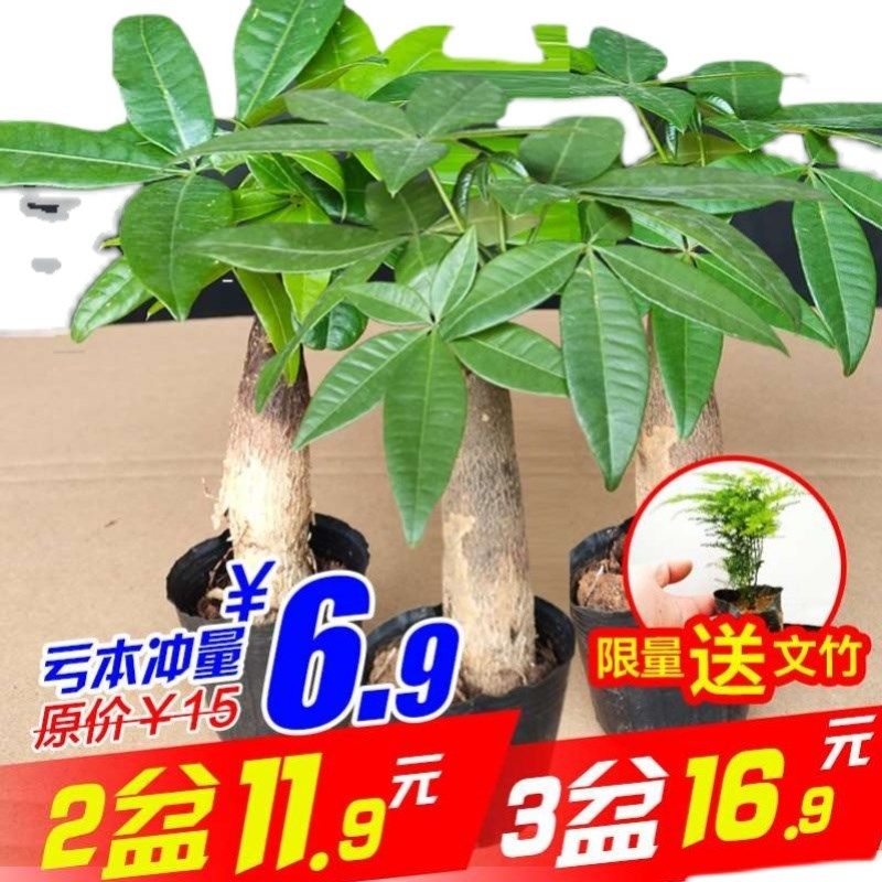 发财树盆栽大独杆辫子发财树四季常青招财室内客厅大中型绿植盆栽,鲜花速递/花卉仿真/绿植园艺,绿植,淘宝优惠券,粉丝福利购,淘宝优惠卷