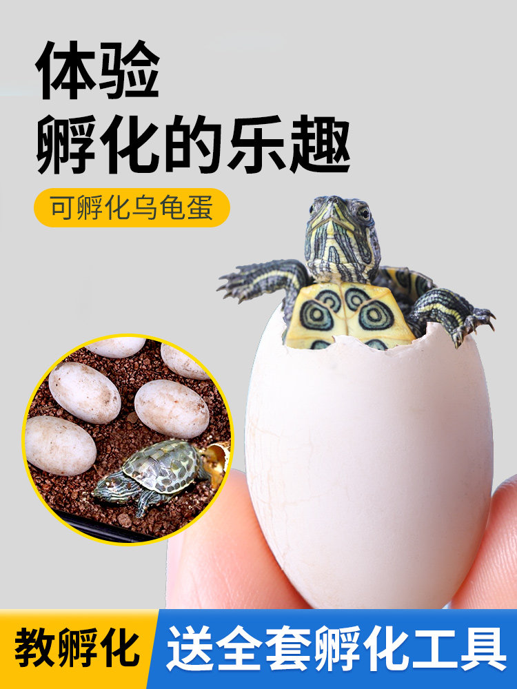可孵化乌龟蛋鳄龟地图草龟活物巴西龟受精蛋活体墨龟火焰黄耳西锦图片