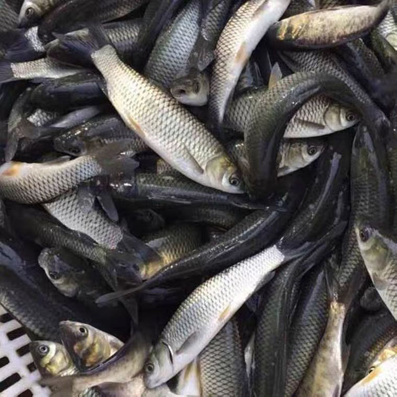 草鱼苗小鱼苗10厘米淡水活鱼半斤一斤大养殖20cm公分草鱼鱼苗