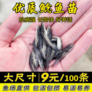 大口鲶鱼苗活体淡水养殖南方大口鲶鱼苗观赏鲢鱼埃及胡子土鲶鱼苗