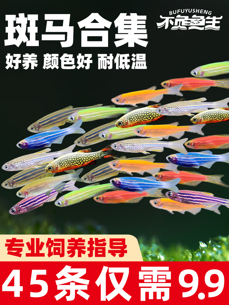 荧光青苹果糖果斑马鱼孔雀天使红绿灯鱼热带观赏鱼冷水鱼活体鱼苗
