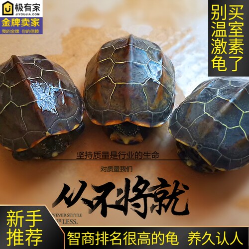 中华草龟乌龟活体金线草龟冷水外塘龟好养龟观赏龟耐活宠物龟家养