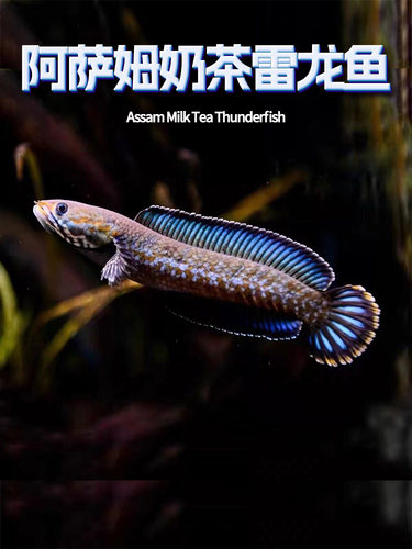 热带鱼阿萨姆奶茶雷龙鱼小型凶猛淡水鱼苗观赏鱼蓝帆奶茶雷龙牙鱼