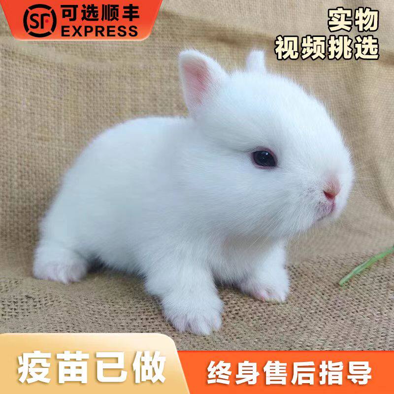 小型侏儒兔子活物长不大迷你兔儿童好养宿舍宠物兔荷兰垂耳兔活体