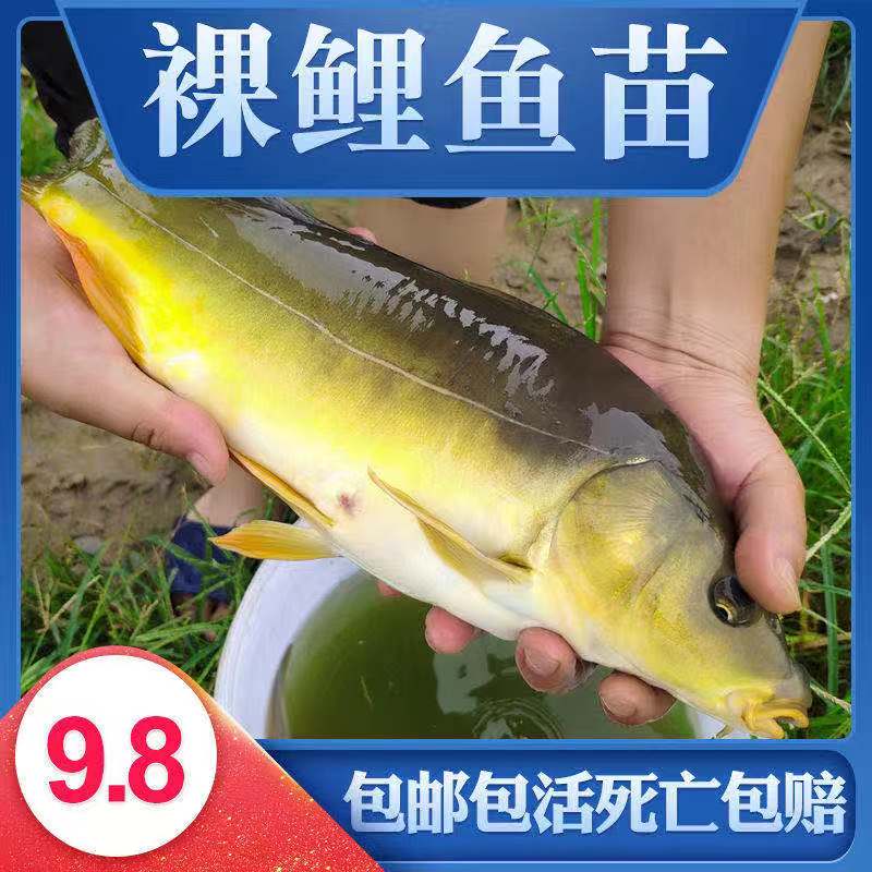 鲤鱼鱼苗无甲无鳞养殖食用淡水鱼好养活冷水活体德国镜鲤大型裸斑