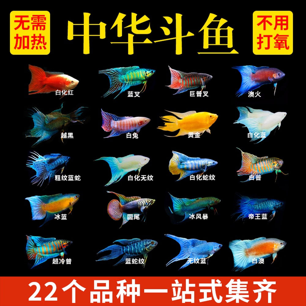 中国斗鱼白兔澳火活体活鱼淡水冷水观赏鱼好养免打氧金鱼小型鱼苗
