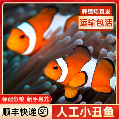 发顺丰公子小丑鱼活鱼海水鱼尼莫双带观赏鱼黑背心人工小丑鱼活体