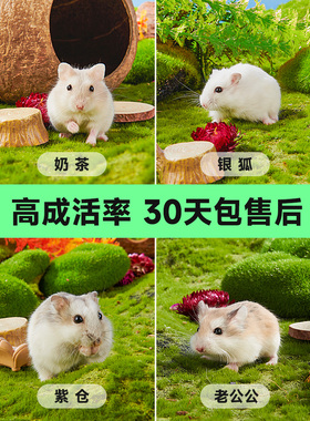 家养宠物小仓鼠活物侏儒三线银狐布丁老公公奶茶金丝熊宝宝活体鼠