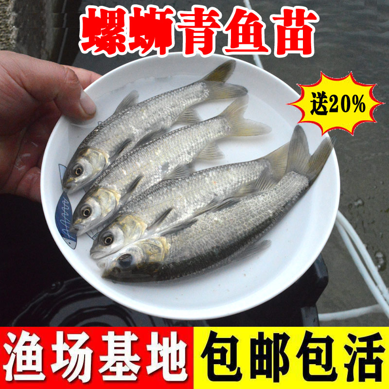青鱼苗淡水黑皖鱼好养殖大型冷水观赏鱼食饲料鱼螺蛳青鱼鱼苗活体