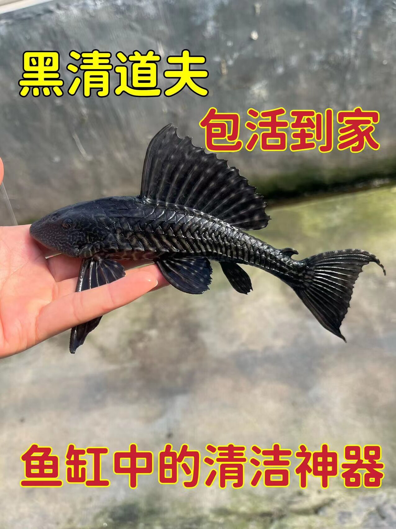 鱼场直销清道夫女王豹纹清洁工大鱼